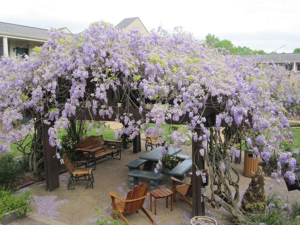 Hotel Vineyard Court Designer College Station
