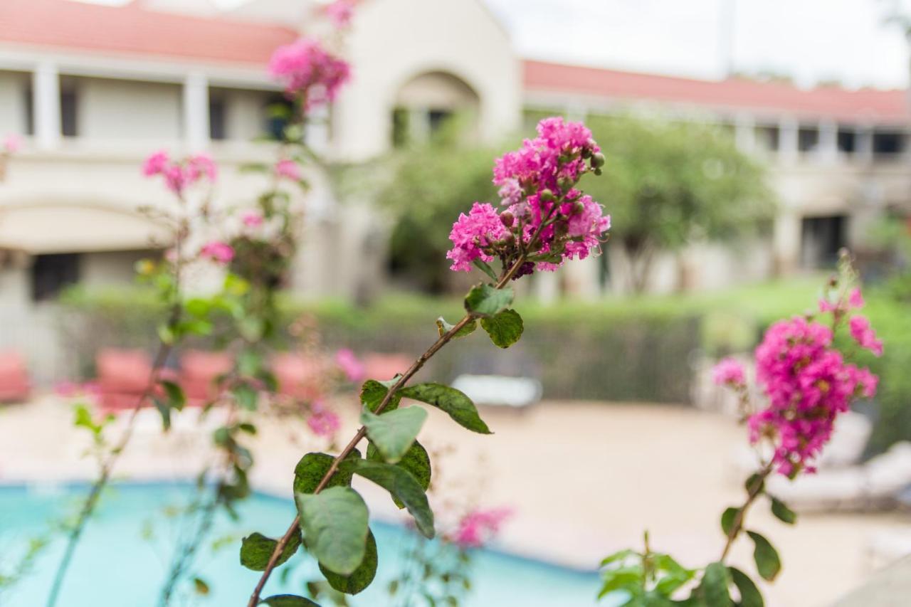 Vineyard Court Designer